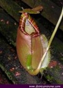 Nepenthes sumatrana S Dist-02